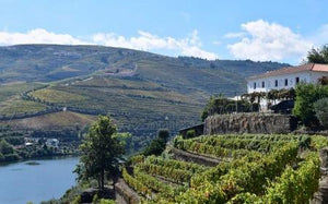 Quinta de la Rosa Tutored Tasting - Thursday 12th December 2024